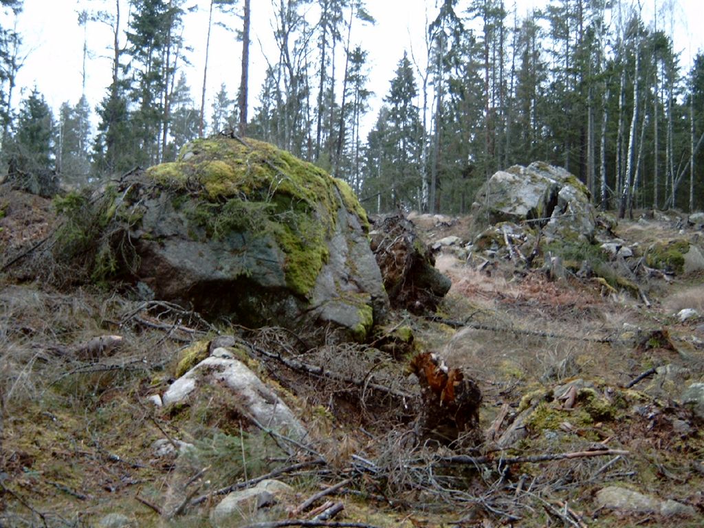 Wald, in dem der Schlumpf zur Zeit leben soll. Aufgenommen in Växjö von Stephan Richter am 9.1.2008